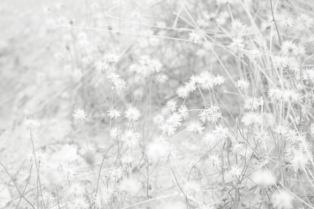 Fondo de naturaleza blanca en estilo vintage para diseño gráfico o papel tapiz