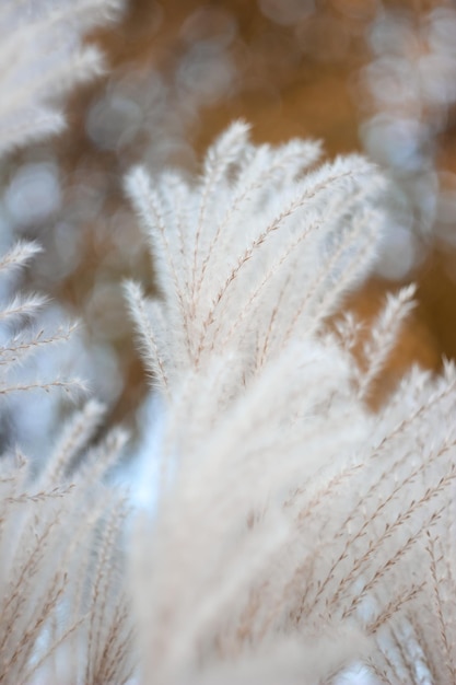 Fondo de naturaleza Bokeh borroso con hierba seca salvaje en el viento Hermoso papel tapiz estético desenfocado Naturaleza otoñal