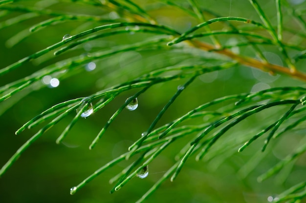 fondo de naturaleza bokeh. rocío de la mañana en las agujas de pino. fondo borroso hojas de abeto de pino.