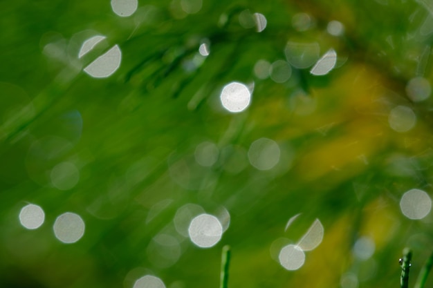 fondo de naturaleza bokeh. rocío de la mañana en las agujas de pino. fondo borroso hojas de abeto de pino.