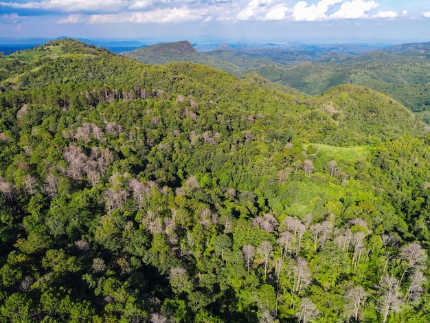 Fondo de naturaleza de bosque de ambiente de árbol de bosque de vista aérea, textura de bosque de vista superior de árbol verde desde arriba, fondo de montaña de bosque de pino y bambú