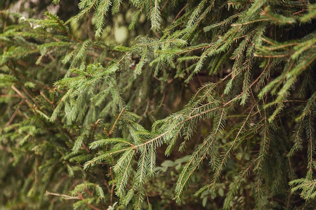 Fondo de naturaleza botánica moderna de ramas de árbol de arborvitae verde hermoso