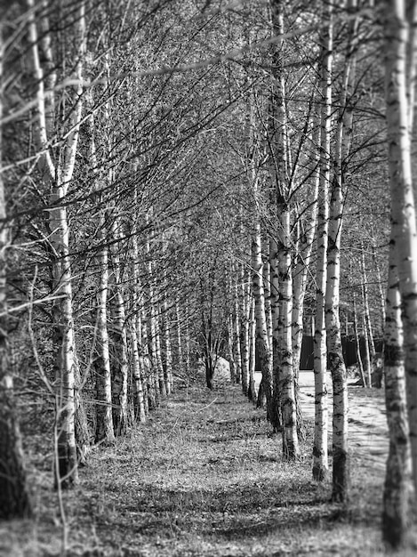 Fondo de naturaleza de callejón de abedul blanco y negro vertical