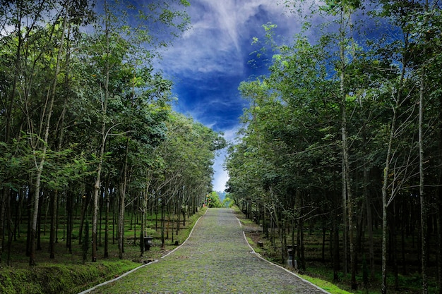 Fondo de naturaleza con un camino