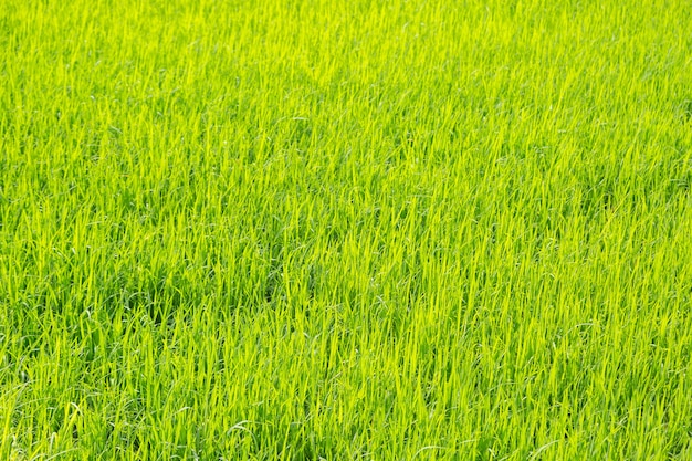 Fondo de naturaleza de campo de arroz verde brillante