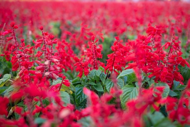 Fondo de naturaleza del campo de flor roja en el parque