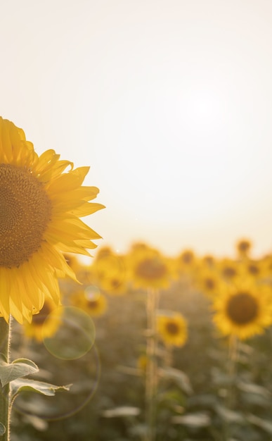 Fondo de naturaleza. Campo de girasol al atardecer, espacio de copia