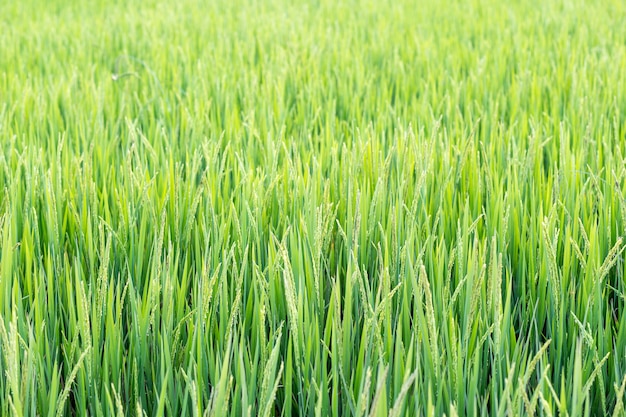 Fondo de naturaleza de campos de arroz verde