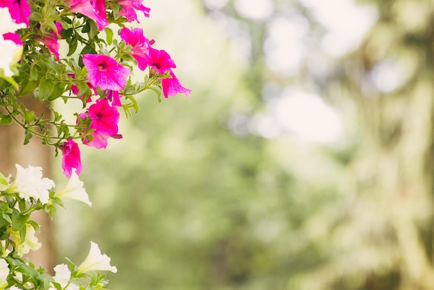 Fondo de naturaleza con cerca de flores de petunia surfinia blancas y moradas