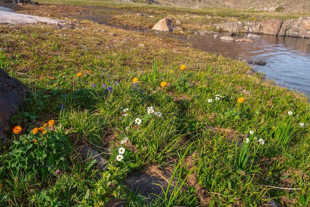 Fondo de naturaleza colorida con flores de trollius naranja y flores de callianthemum blanco entre hierbas verdes y piedras cerca del borde del lago bajo el sol brillante Muchas flores vívidas en el prado de flores abigarradas iluminadas por el sol