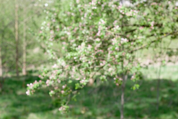 fondo de naturaleza desenfocada con flor de manzano