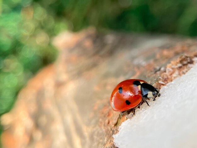 Fondo de naturaleza desenfocada con Ladybug brillante comiendo un trozo de azúcar Imagen de primer plano Imagen de ensueño de enfoque suave Concepto de belleza de la naturaleza Cubierta de cuaderno de tarjeta