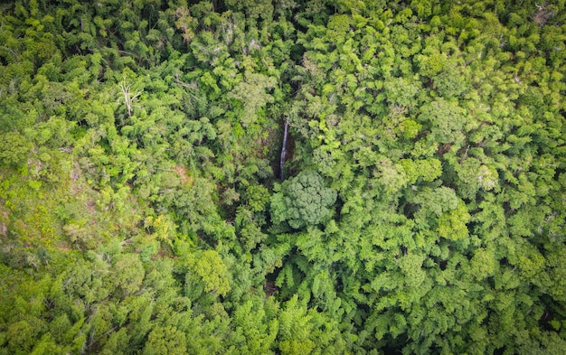 Fondo de naturaleza de entorno de árbol de bosque de vista aérea, cascada en corriente de agua de vista superior de bosque verde desde la colina desde arriba, fondo de montaña de bosque de pino y bambú