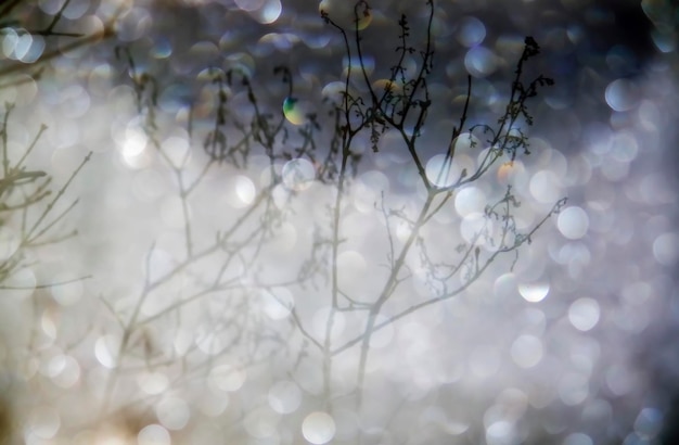 Fondo de naturaleza estacional Detalles de naturaleza de invierno