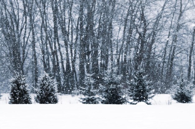 Foto fondo de naturaleza estacional detalles de naturaleza de invierno