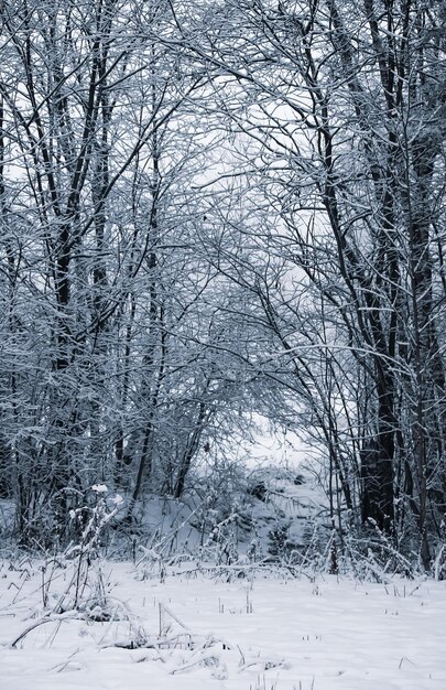 Fondo de naturaleza estacional Detalles de naturaleza de invierno