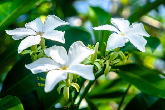 Fondo de naturaleza de flor blanca y hojas verdes