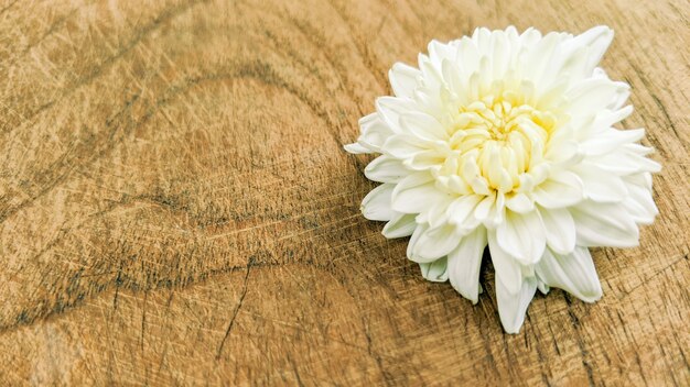Fondo de naturaleza de flor blanca en madera vieja
