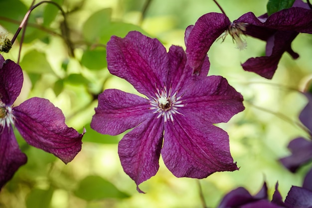 Fondo de naturaleza de flor de clemátide púrpura brillante