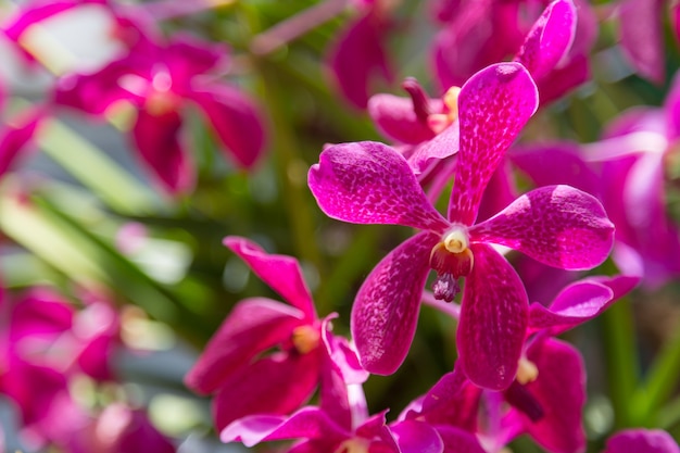 Fondo de naturaleza flor de orquídeas púrpura