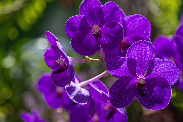 Foto fondo de naturaleza flor de orquídeas púrpura