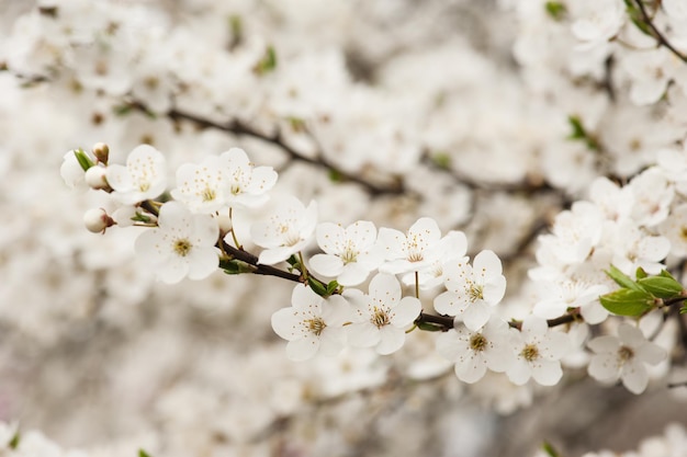 Fondo de naturaleza floral estacional de flor de albaricoque