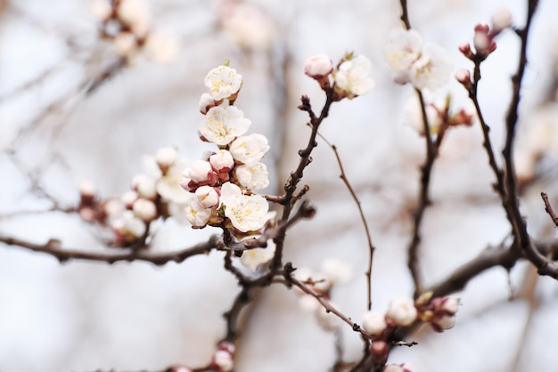 Fondo de naturaleza floral estacional de flor de árbol de primavera de albaricoque