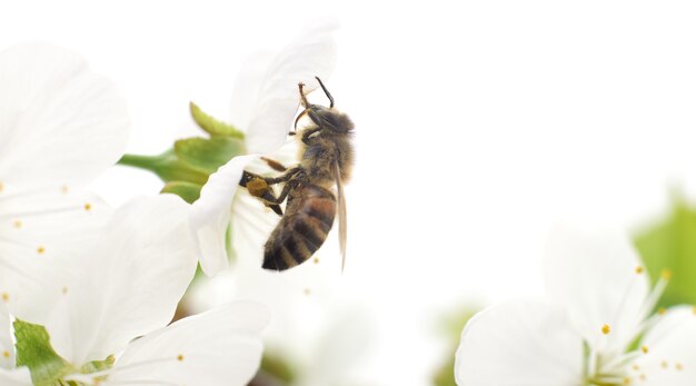 Fondo de naturaleza. Flores de cerezo blanco y abeja.