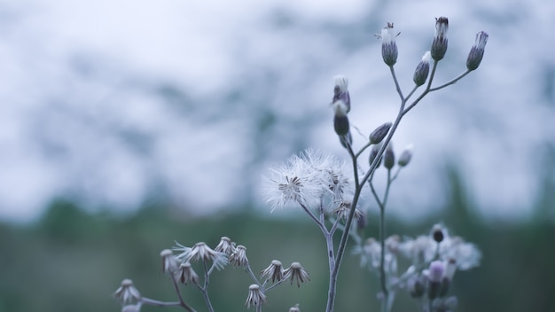 Fondo de naturaleza Flores de hierba con tono de color frío