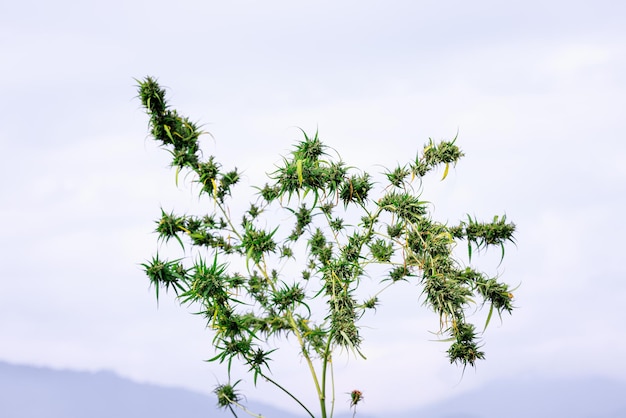 Fondo de naturaleza de flores de marihuana o cannabis