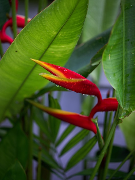 Fondo de naturaleza de follaje tropical Concepto SPA freash