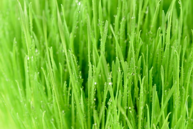 Fondo de naturaleza fresca abstracta hierba verde intensiva con gotas de rocío en primer plano