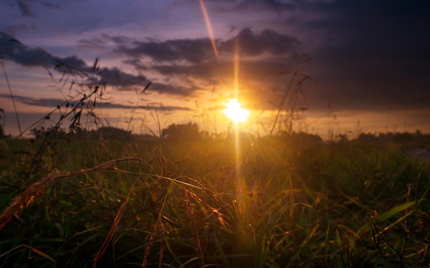 Fondo de naturaleza con hierba bajo el sol