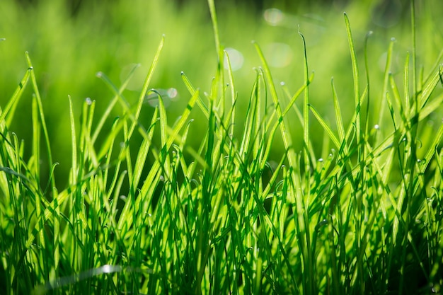 Fondo de naturaleza de hierba verde primavera