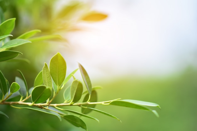 Fondo de naturaleza de hoja verde luz solar copia fondo espec.