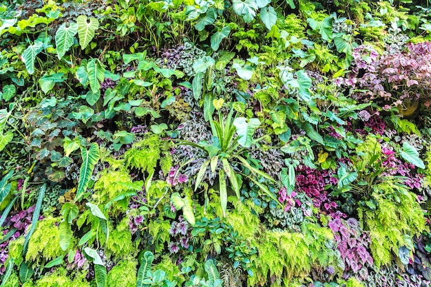 Fondo de naturaleza con hoja verde tropical