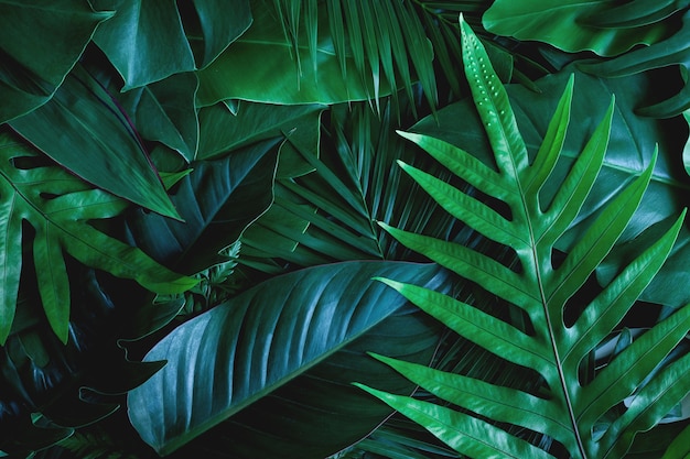 fondo de naturaleza de hoja verde tropical