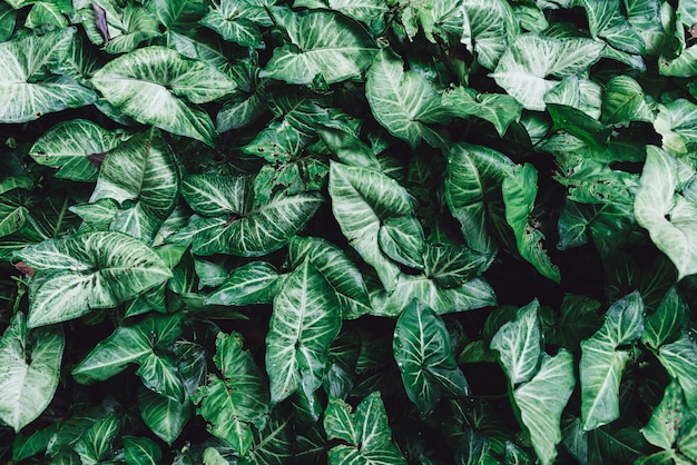 Fondo de naturaleza de hoja verde.