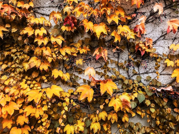 Fondo de naturaleza de hojas y árboles de otoño