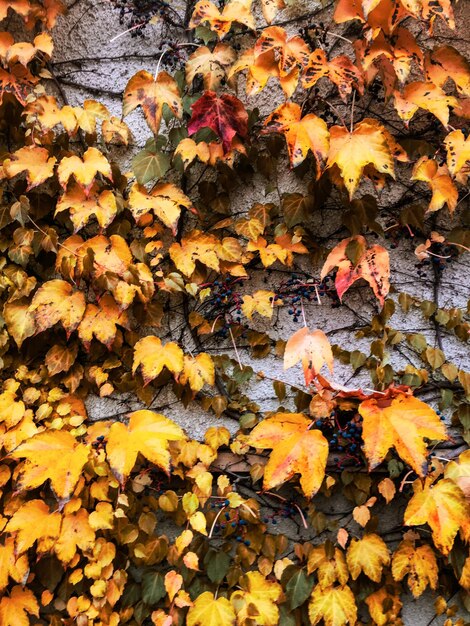 Foto fondo de naturaleza de hojas y árboles de otoño