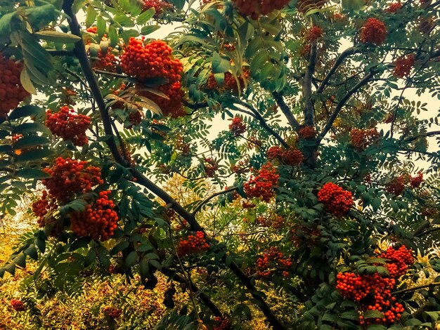 Foto fondo de naturaleza de hojas y árboles de otoño