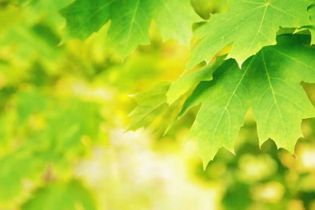 Fondo de naturaleza con hojas de arce en clima soleado