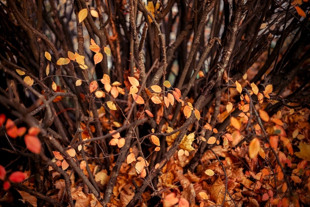 Fondo de naturaleza de hojas de otoño con luz borrosa