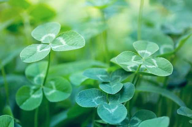 Fondo de naturaleza con hojas de trébol