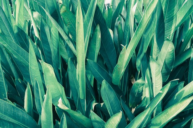 Fondo de naturaleza de hojas verdes