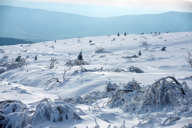 Fondo de naturaleza de invierno. Bosque de Navidad de invierno con nieve y árboles.