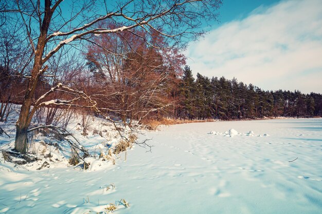 Fondo de la naturaleza invierno Bosque nevado y campo cubierto de nieve