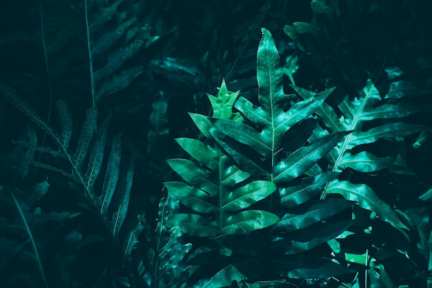 Fondo de naturaleza oscura de hoja de helecho verde