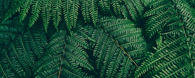 Fondo de naturaleza oscura de hoja de helecho verde