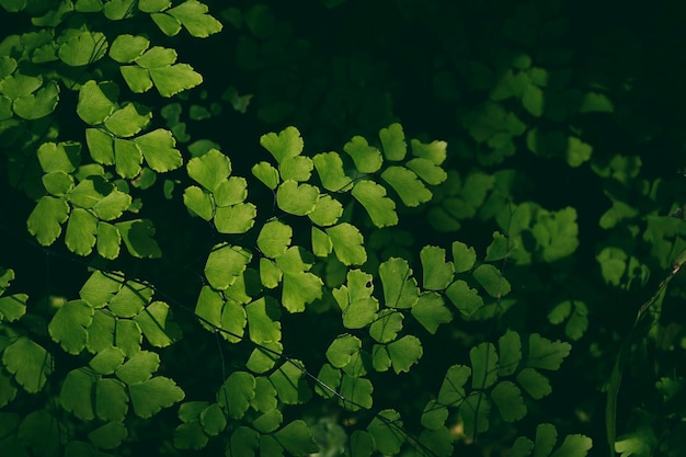 Fondo de naturaleza oscura de hoja de helecho verde